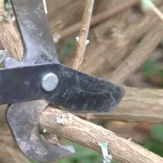 Beskjæring av sommerfuglbusker i mai Beskjæring av sommerfuglbusker i mai